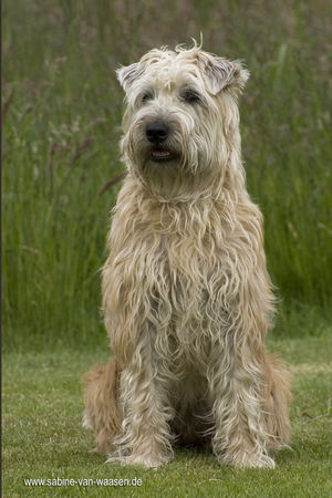 Iris soft coated outlet wheaten terrier